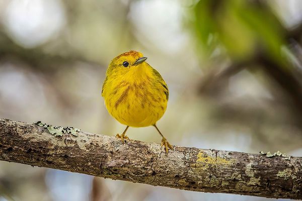 Jones, Adam 아티스트의 Yellow warbler San Cristobal Island-Galapagos Islands-Ecuador작품입니다.